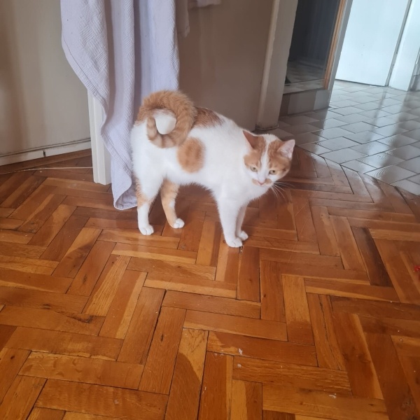 Tekir Kedi, Kedi  Fıstık fotoğrafı