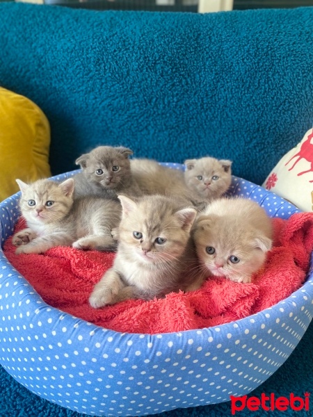 Scottish Fold, Kedi  Cincon fotoğrafı
