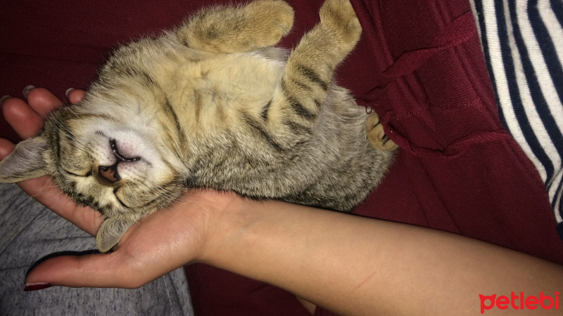 Tekir Kedi, Kedi  Fındık fotoğrafı