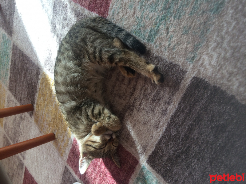 Tekir Kedi, Kedi  Fındık fotoğrafı