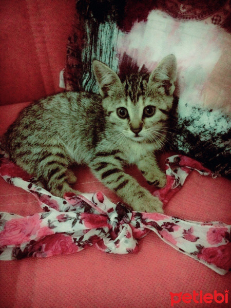 Tekir Kedi, Kedi  Fındık fotoğrafı