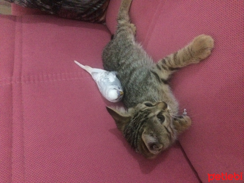 Tekir Kedi, Kedi  Fındık fotoğrafı