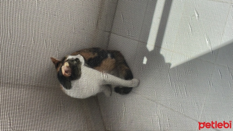 Tekir Kedi, Kedi  mırmır fotoğrafı