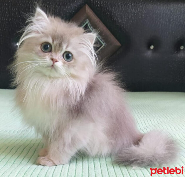 British Longhair, Kedi  Gümüş fotoğrafı