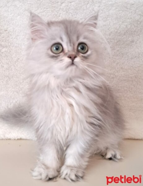 British Longhair, Kedi  Gümüş fotoğrafı