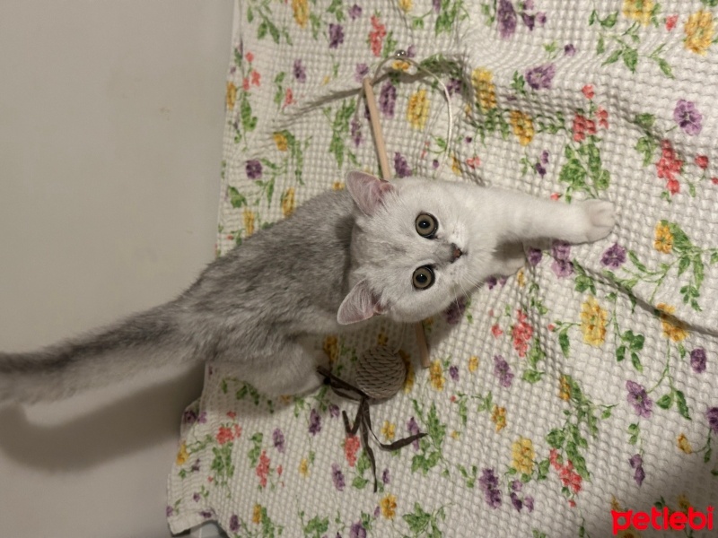 British Shorthair, Kedi  Ares fotoğrafı