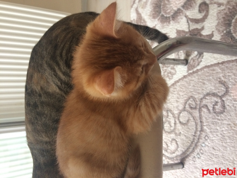 Tekir Kedi, Kedi  Boncuk  fotoğrafı