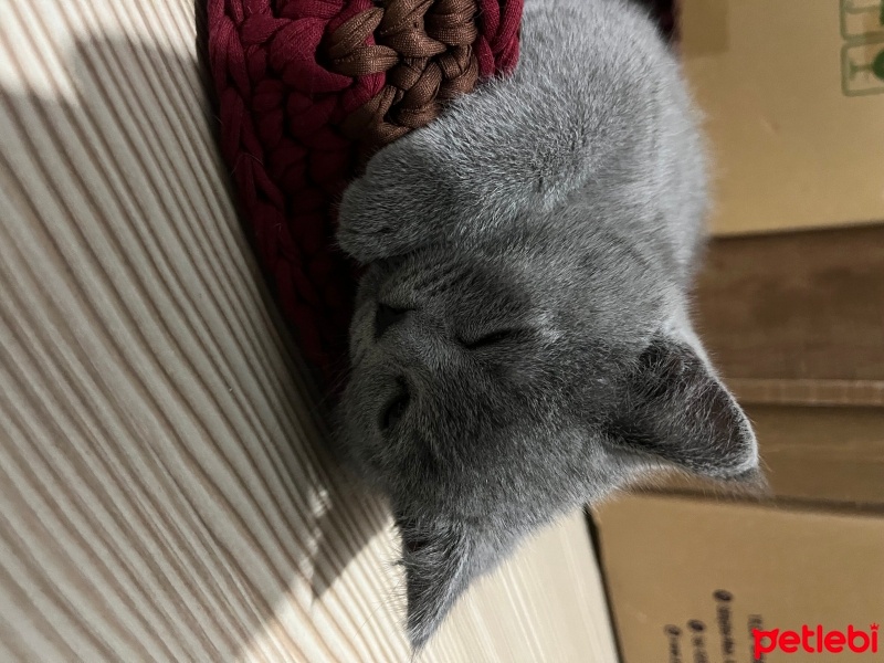 British Shorthair, Kedi  Fındık fotoğrafı
