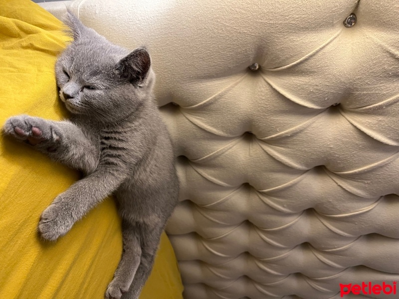 British Shorthair, Kedi  Fındık fotoğrafı