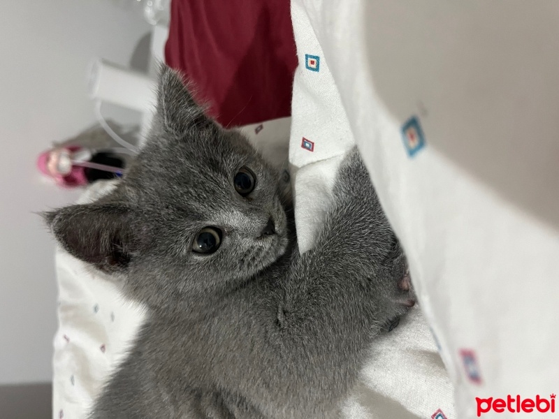 British Shorthair, Kedi  Fındık fotoğrafı
