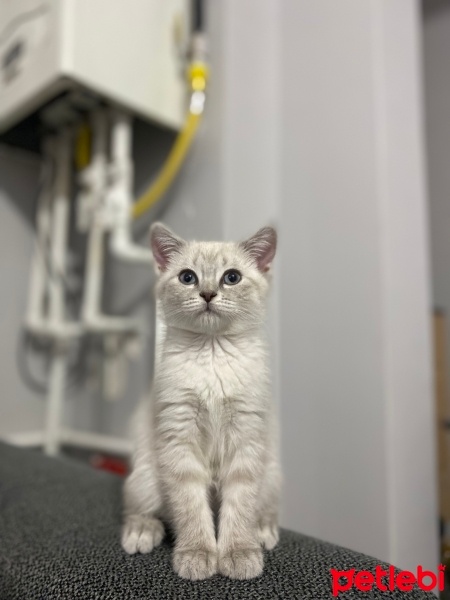 British Shorthair, Kedi  Boncuk fotoğrafı