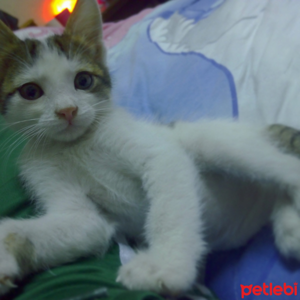 Tekir Kedi, Kedi  Pasha fotoğrafı