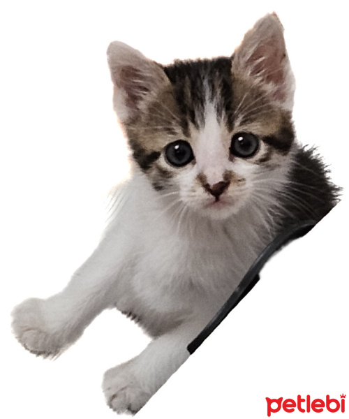 Tekir Kedi, Kedi  Mihriban fotoğrafı