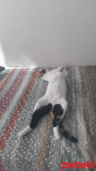Tekir Kedi, Kedi  Venüs fotoğrafı