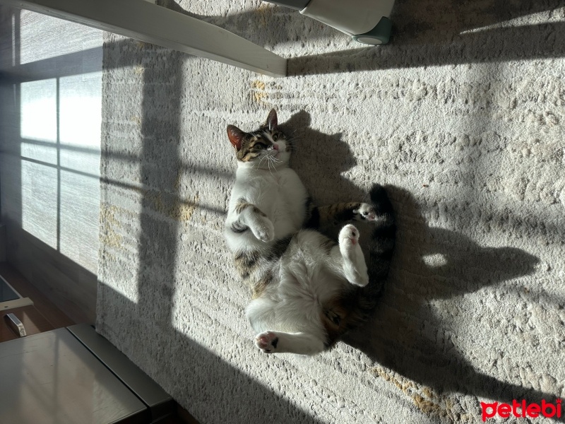 Tekir Kedi, Kedi  Çıtır fotoğrafı