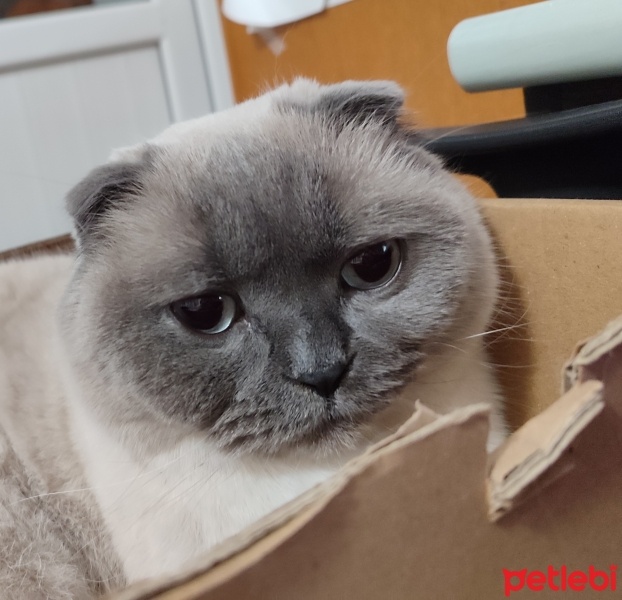Scottish Fold, Kedi  Heya fotoğrafı