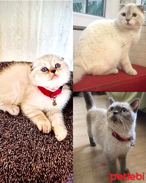 Scottish Fold, Kedi  Minik dostlar fotoğrafı
