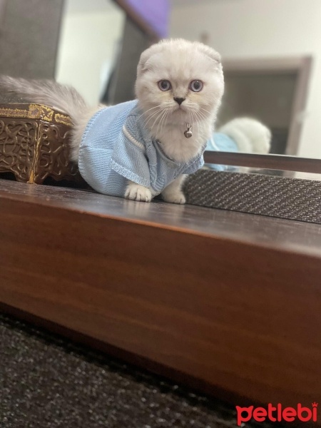 Scottish Fold, Kedi  Minik dostlar fotoğrafı