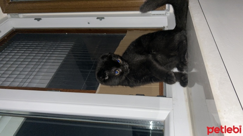 Scottish Fold, Kedi  Shuri fotoğrafı