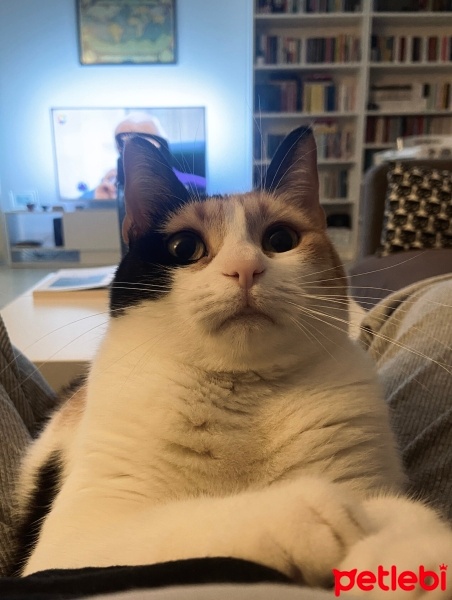 Tekir Kedi, Kedi  Putin fotoğrafı