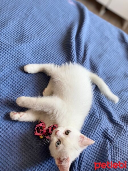 Van Kedisi, Kedi  Pamuk fotoğrafı