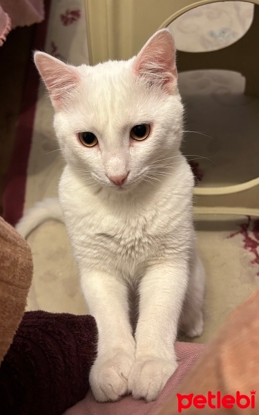 Van Kedisi, Kedi  Rüzgar fotoğrafı