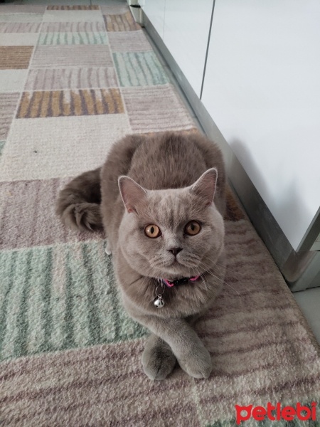British Shorthair, Kedi  Lady fotoğrafı
