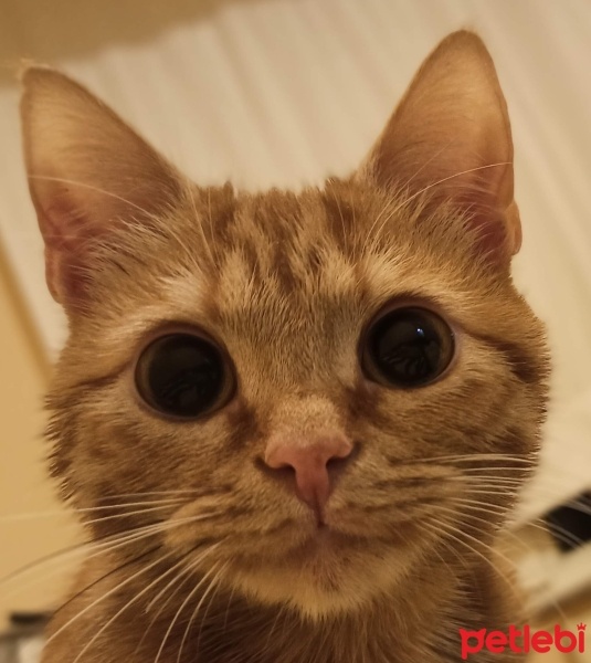 Sarman, Kedi  Burhan fotoğrafı