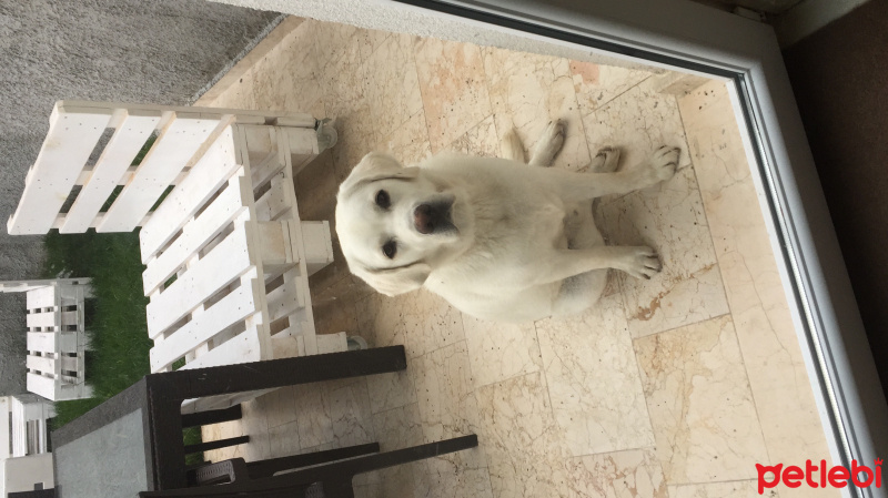 Labrador Retriever, Köpek  HERO fotoğrafı