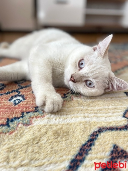 British Shorthair, Kedi  Nefes fotoğrafı