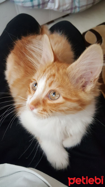 Tekir Kedi, Kedi  Tarcin fotoğrafı