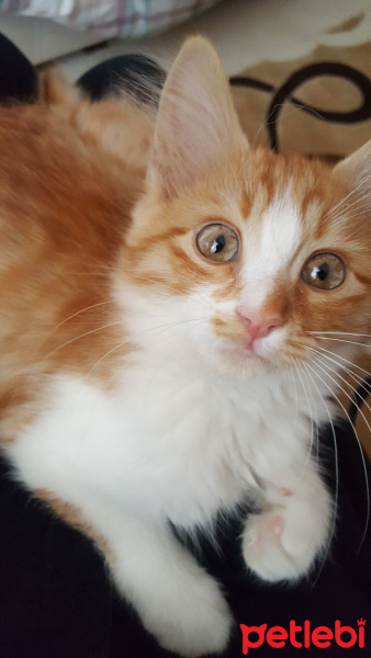 Tekir Kedi, Kedi  Tarcin fotoğrafı