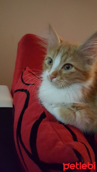 Tekir Kedi, Kedi  Tarcin fotoğrafı