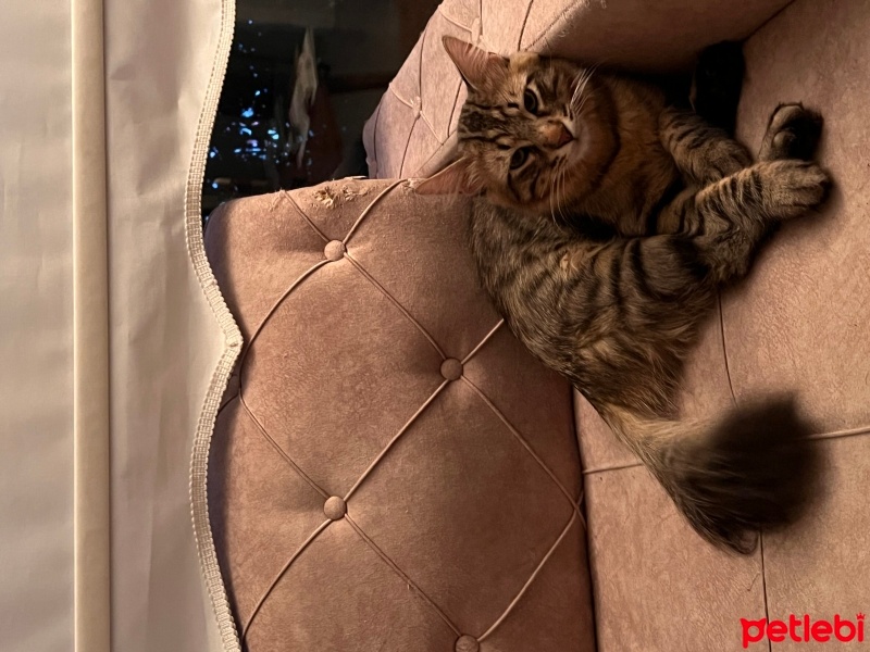 Norwegian Forest, Kedi  Benjo fotoğrafı