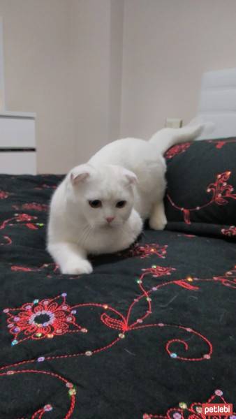 Scottish Fold, Kedi  Oscar fotoğrafı