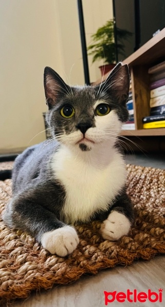 Tekir Kedi, Kedi  Bızzık fotoğrafı