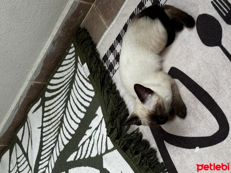 Siyam Kedisi, Kedi  Hera fotoğrafı