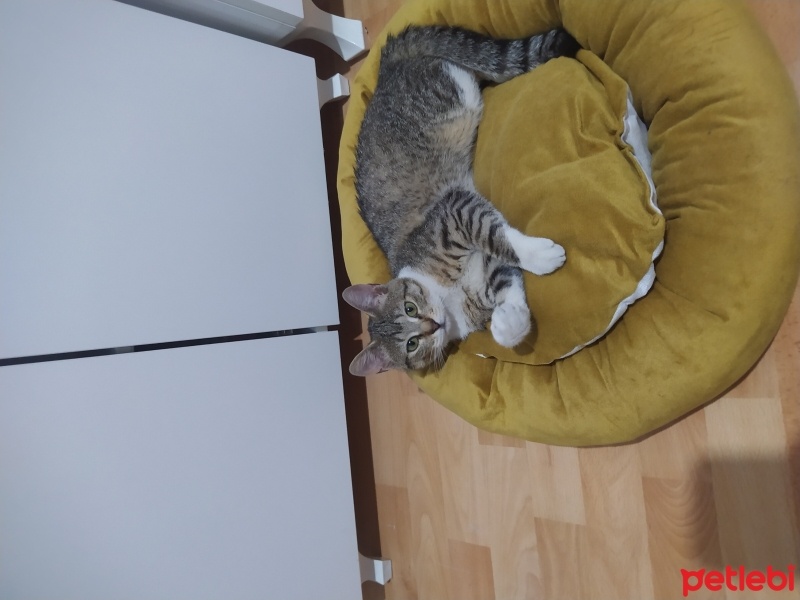 Tekir Kedi, Kedi  Luna fotoğrafı