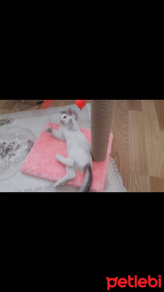 Tekir Kedi, Kedi  Sütlaç fotoğrafı