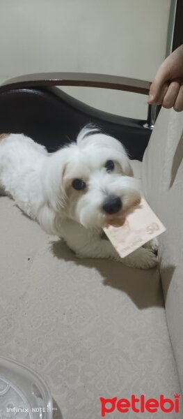 Maltese, Köpek  Bulut fotoğrafı