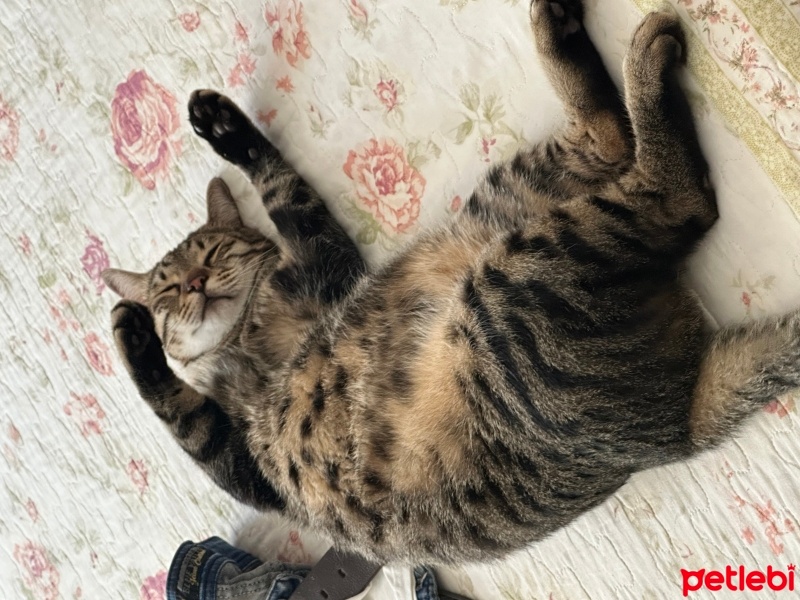 Tekir Kedi, Kedi  Edip fotoğrafı