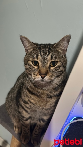 Tekir Kedi, Kedi  Edip fotoğrafı