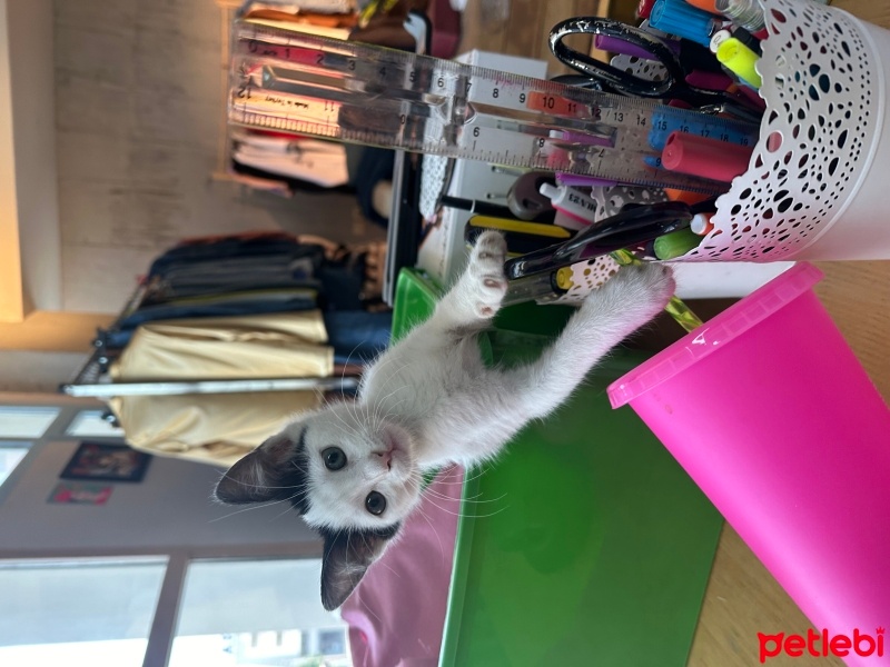 Sarman, Kedi  Müştak fotoğrafı