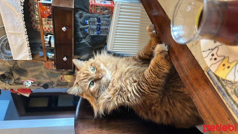 Sarman, Kedi  Müştak fotoğrafı