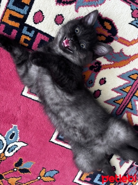British Shorthair, Kedi  Sirius fotoğrafı