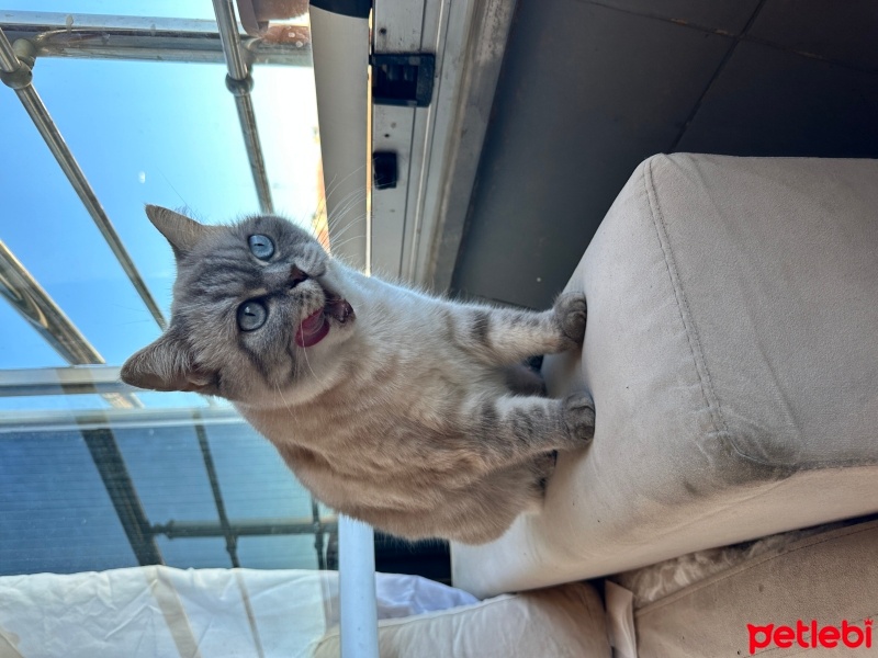 Chartreux, Kedi  Dine fotoğrafı