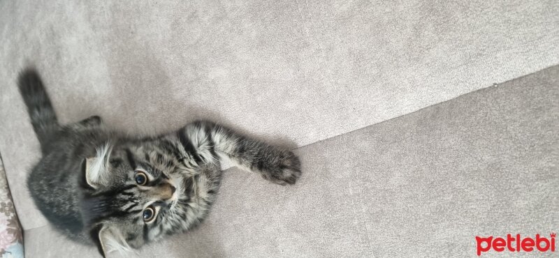 Scottish Fold, Kedi  Simba fotoğrafı