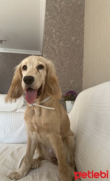 Amerikan Cocker Spaniel, Köpek  latte fotoğrafı