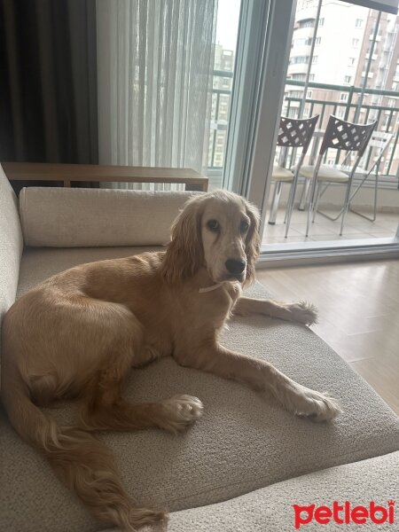 Amerikan Cocker Spaniel, Köpek  latte fotoğrafı