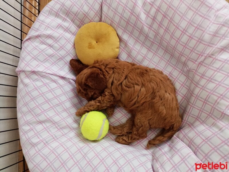 Poodle (Minyatür Kaniş), Köpek  Kuki fotoğrafı